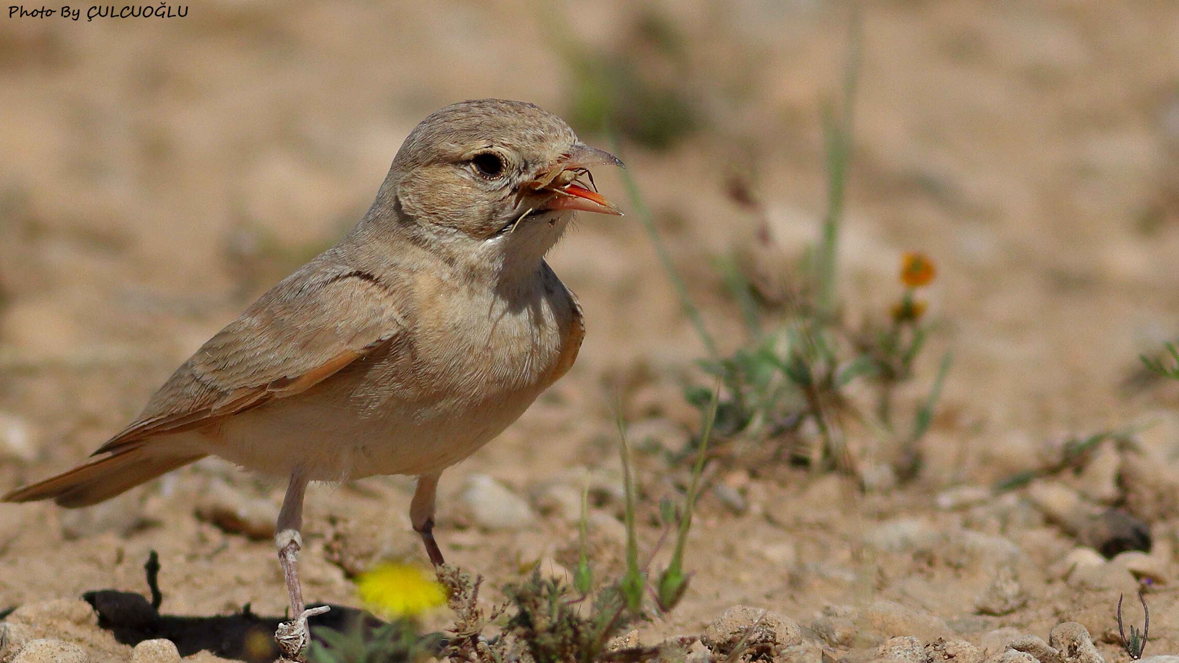 Bar-tailed Lark